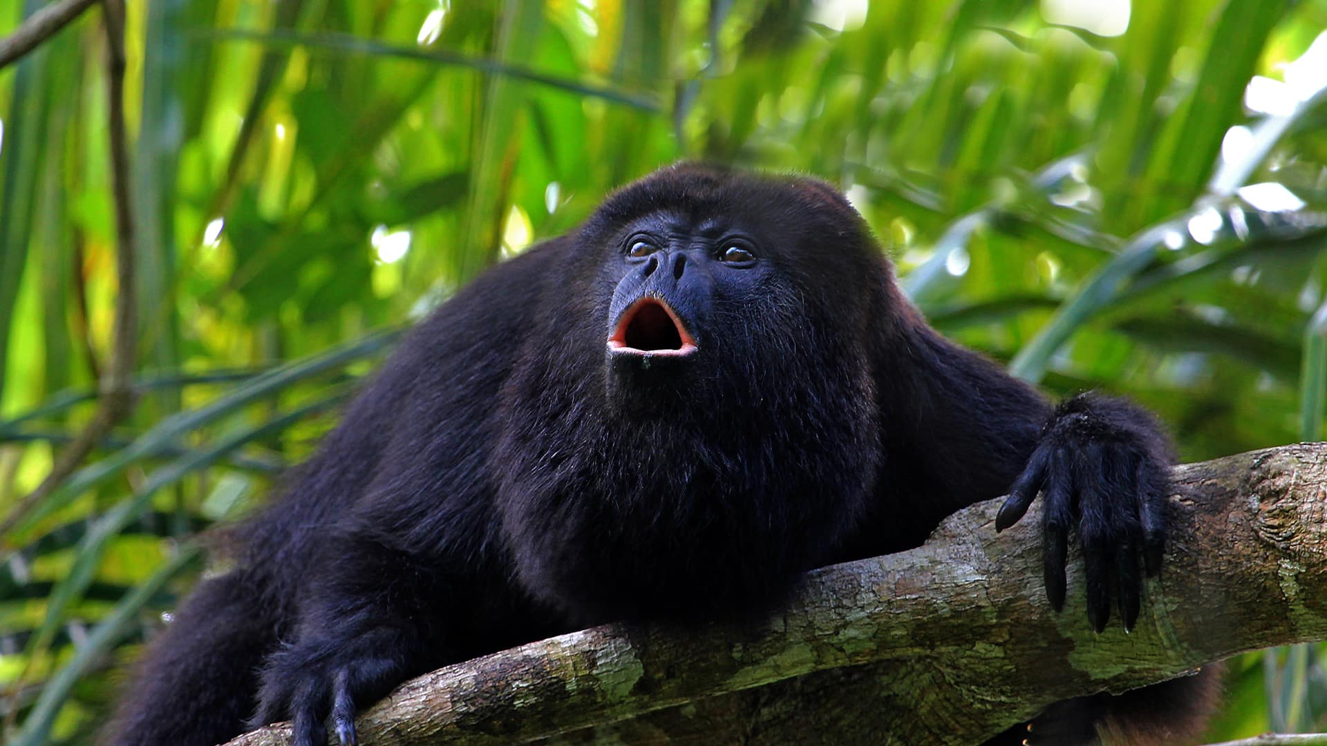 Howler Monkey River Expedition 